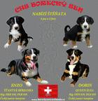 Appenzellský salašnický pes - štěně - Appenzellský salašnický pes (046)
