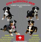Appenzellský salašnický pes - s PP - Appenzellský salašnický pes (046)