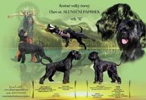 Knírač velký černý-Giant schnauzer black - Knírač velký (181)
