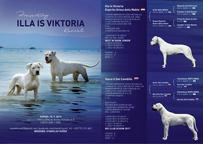 Argentinská doga (Dogo argentino ) - štěňata - Argentinská doga (292)