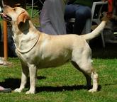 Labrador štěně - žlutá fenka s PP - Labradorský retrívr (122)