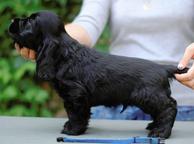 Zobrazit kvalitní Anglický kokršpaněl černý pes - Anglický kokršpaněl (005)