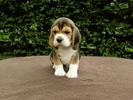 Bígl beagle štěňátka - Bígl (161)