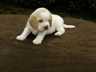 Bígl beagle štěňátka - Bígl (161)