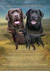 Labrador retriever - nadějná krásná černá fenečka s PP na prodej - Labradorský retrívr (122)