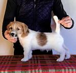 Jack Russell terier - štěňata s PP - Jack Russell teriér (345)