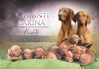 Chianti Barina maďarský ohař krátkosrstý  - chiantibarina