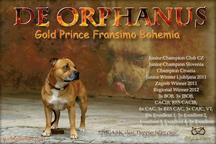Ch.JCh. Gold Prince Fransimo Bohemia - Stafordšírský bulteriér (076)